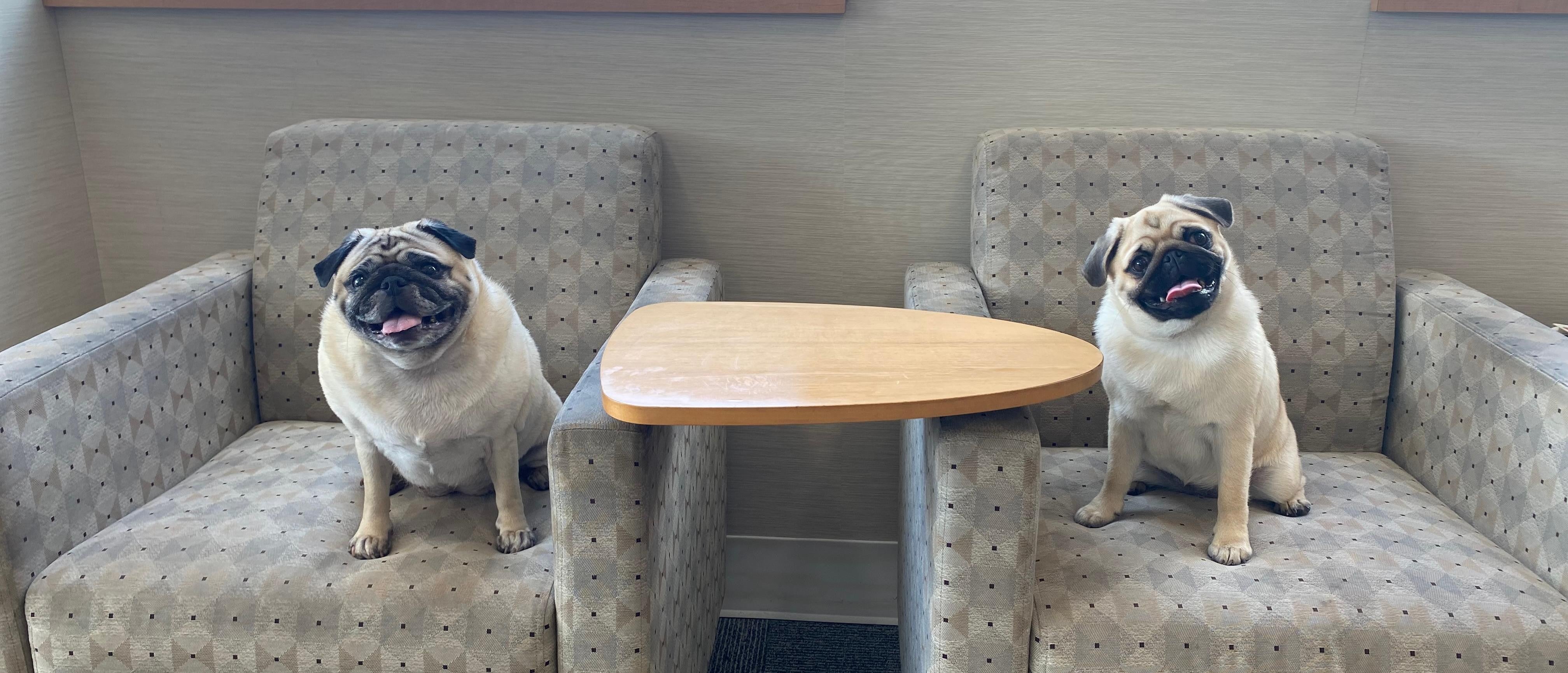 Penelope Chunks and Prada Pudge sitting separately on different sofa chairs, enjoying their quiet time